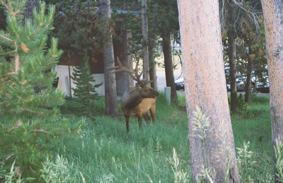 Bison